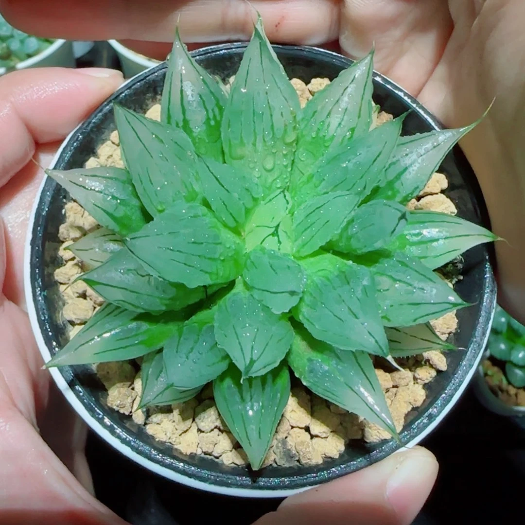 冰钻玉露多肉植物