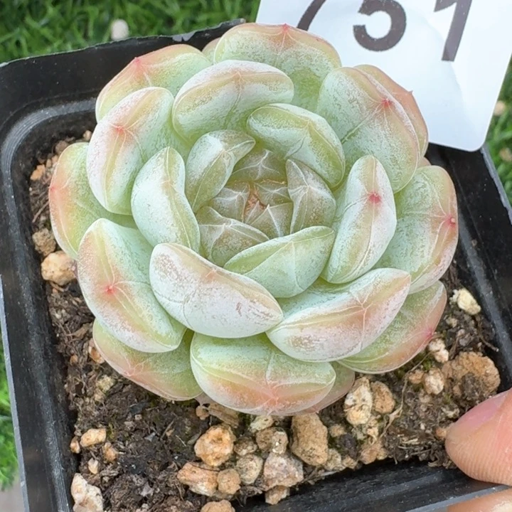 白色恋人福利         多肉植物