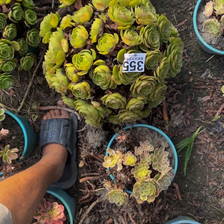 万圣节花29-31包邮花花