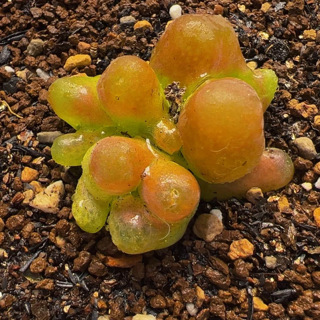 变异株多肉植物盆栽栽培