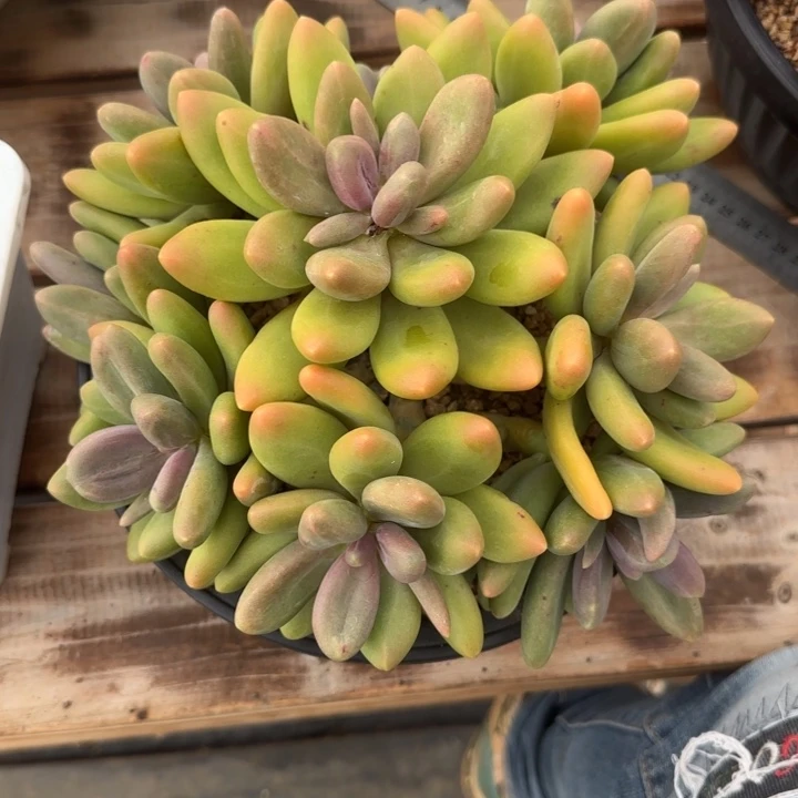 彩****多肉植物糖果美人
