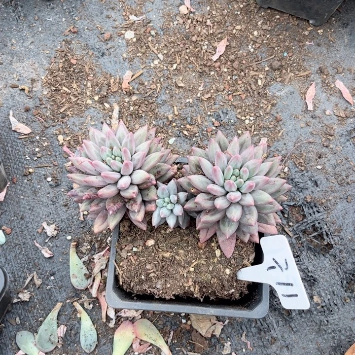 琴****疼晨语多肉一物一拍=11