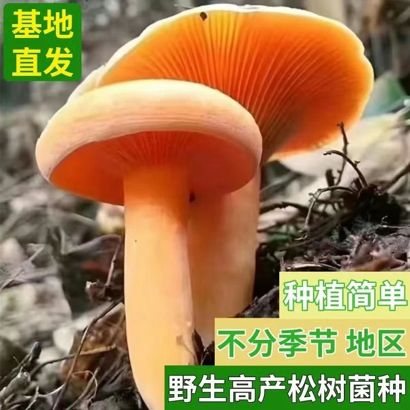 【1.6万人收藏】野生乌枞菌黄枞菌室外种植花盆阳台四季可种