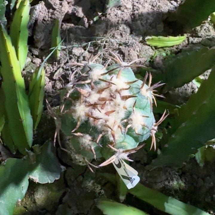 2207苗接花王仙人球