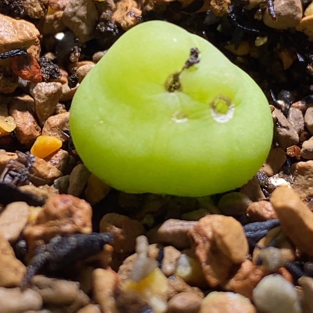 微瑕福利大葫芦母本