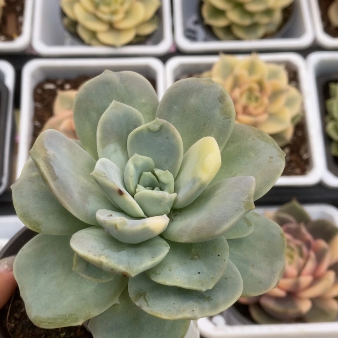 677可爱玫瑰花锦锦锦锦锦锦