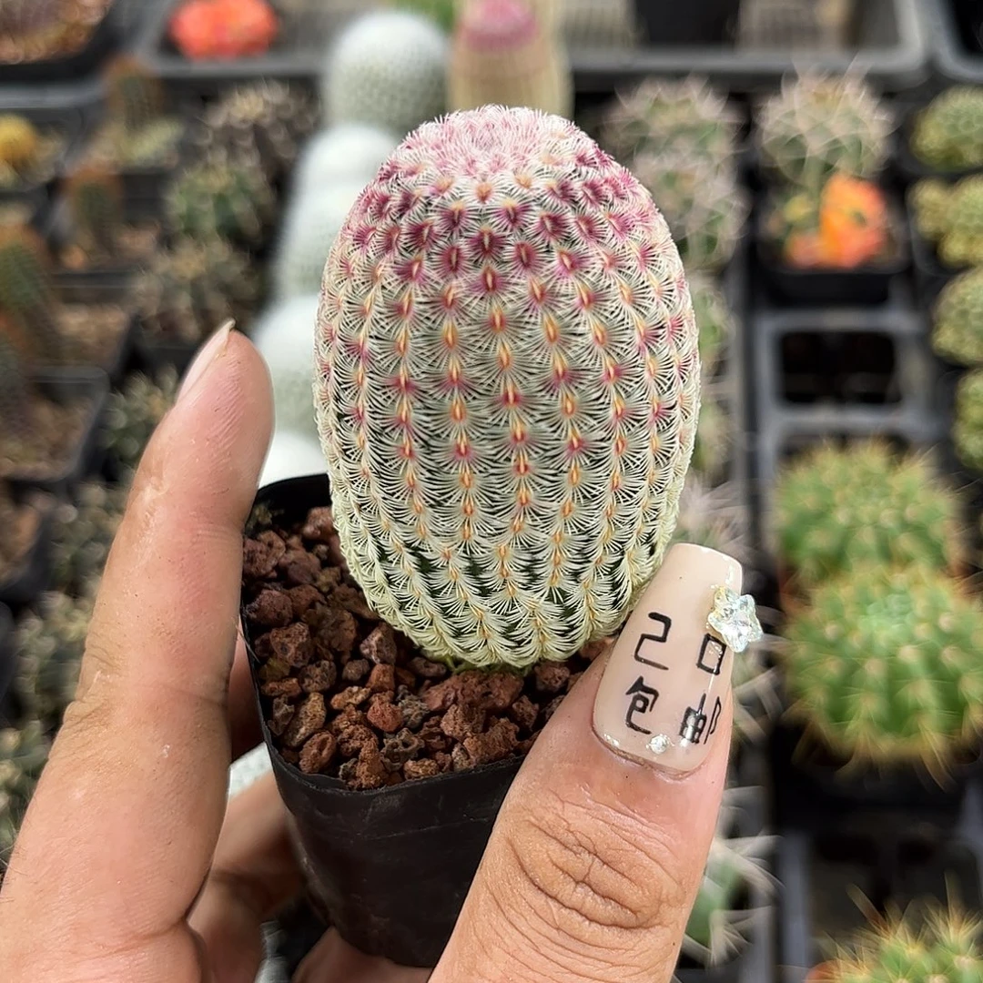 红太阳单头发货单头