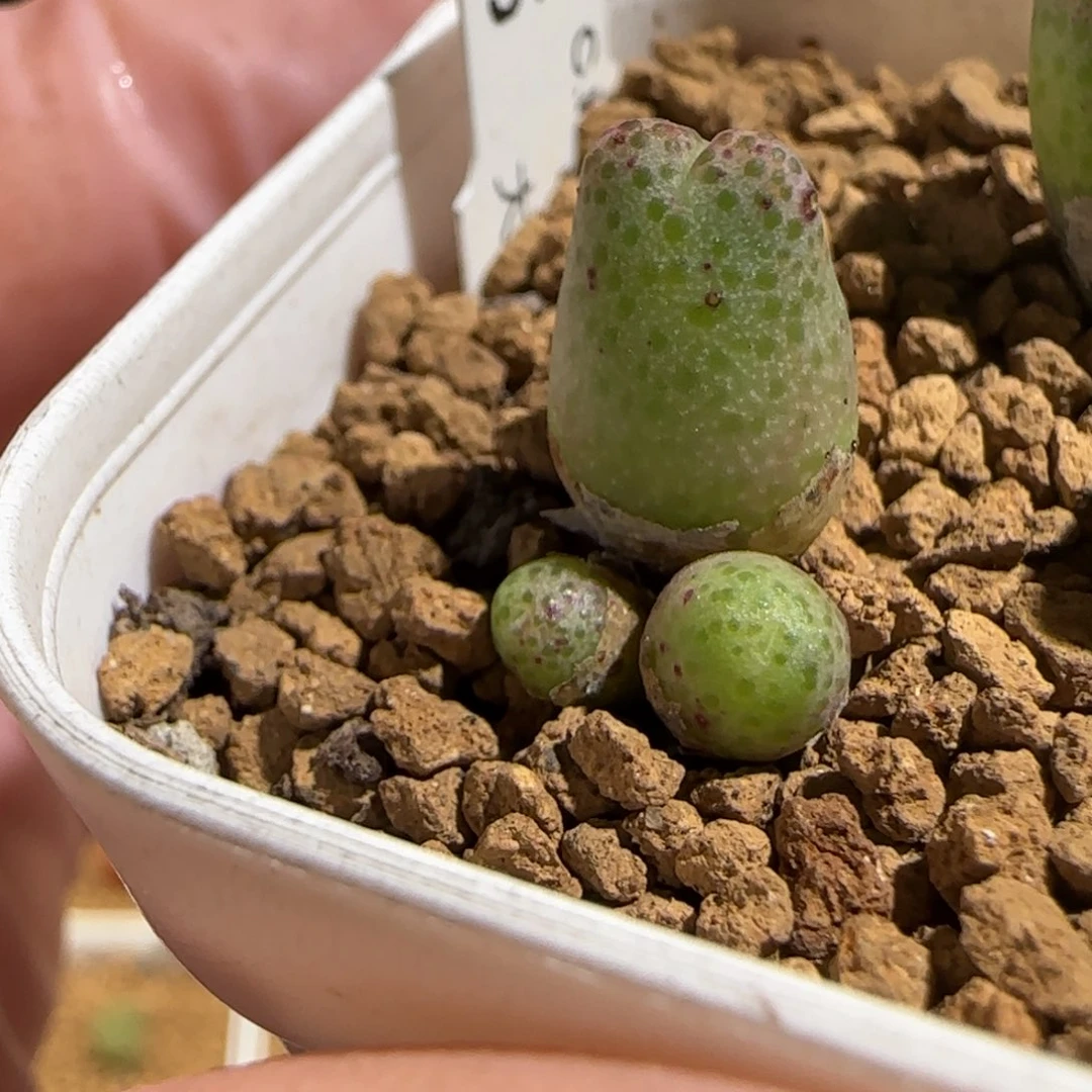 往***梦肉锥多肉植物组合-722