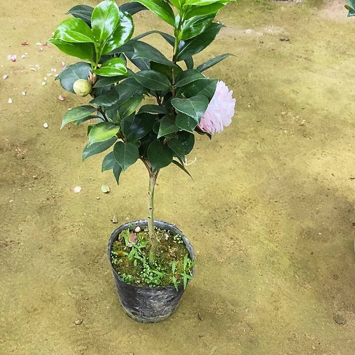 白十八。 1个包。