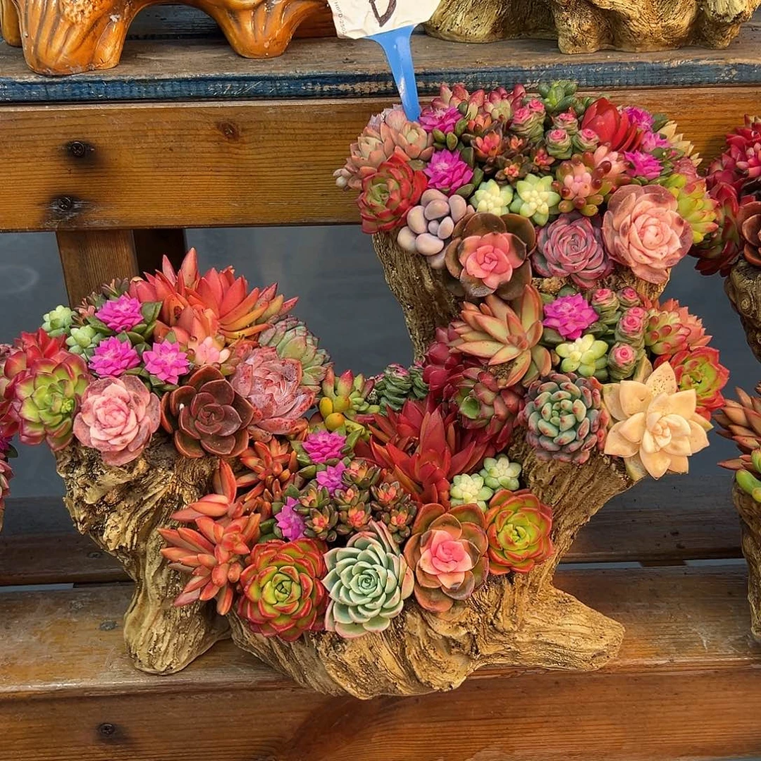 步步高升木桩多肉组合