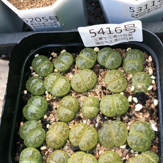 5416，10厘米盆特价包邮