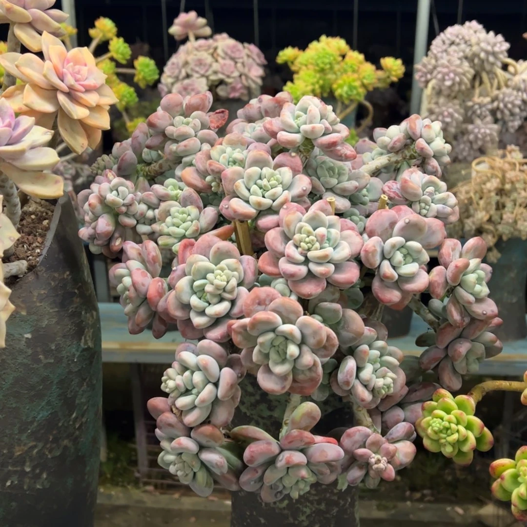 老桩红洛神脱土发货