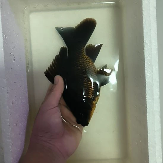 蝴蝶鲤鱼墨蝶大鳍大尾