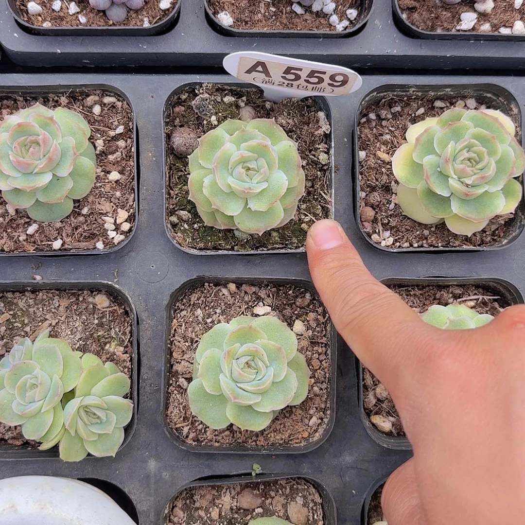 A559水晶虾饺一物一拍