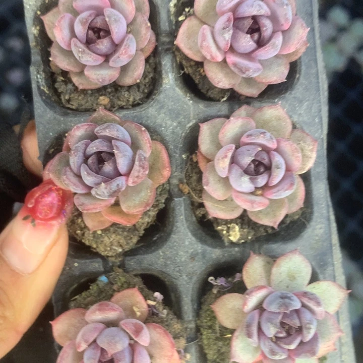 黑橙子7颗。 （满9.99包邮不满9.99发叶子）