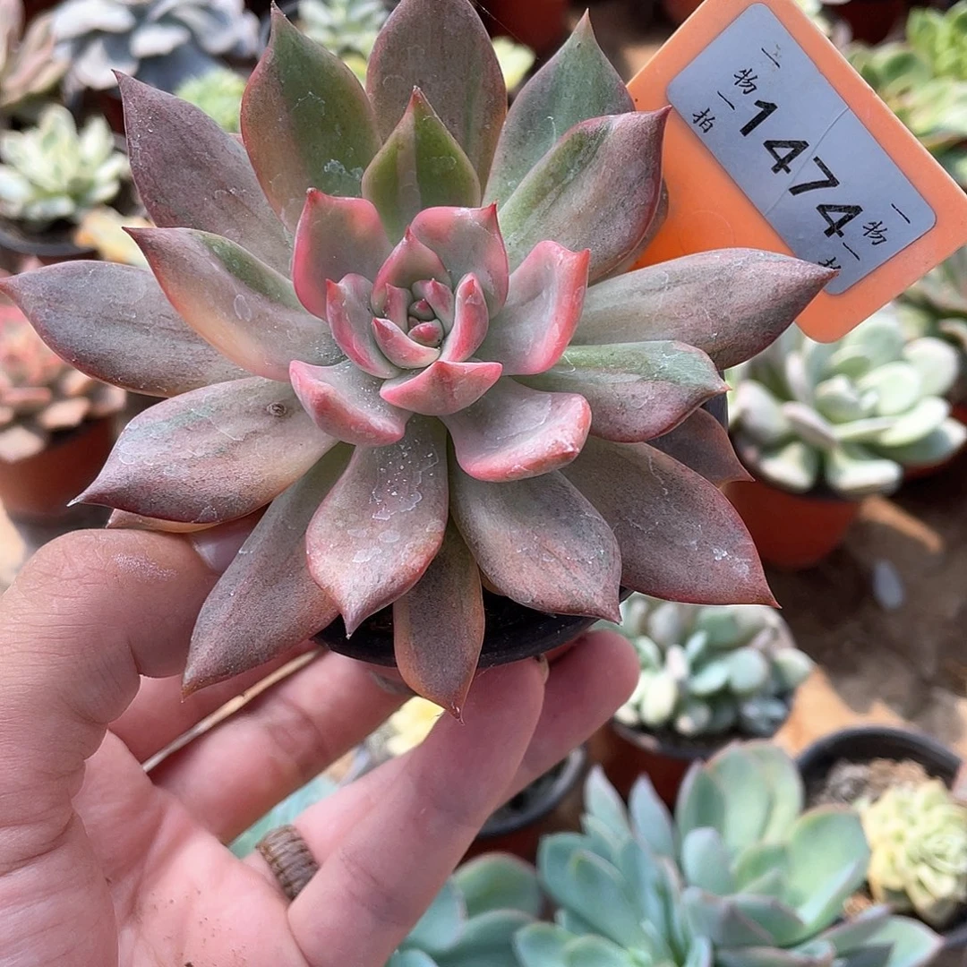 子***龙1474号多肉植物组合