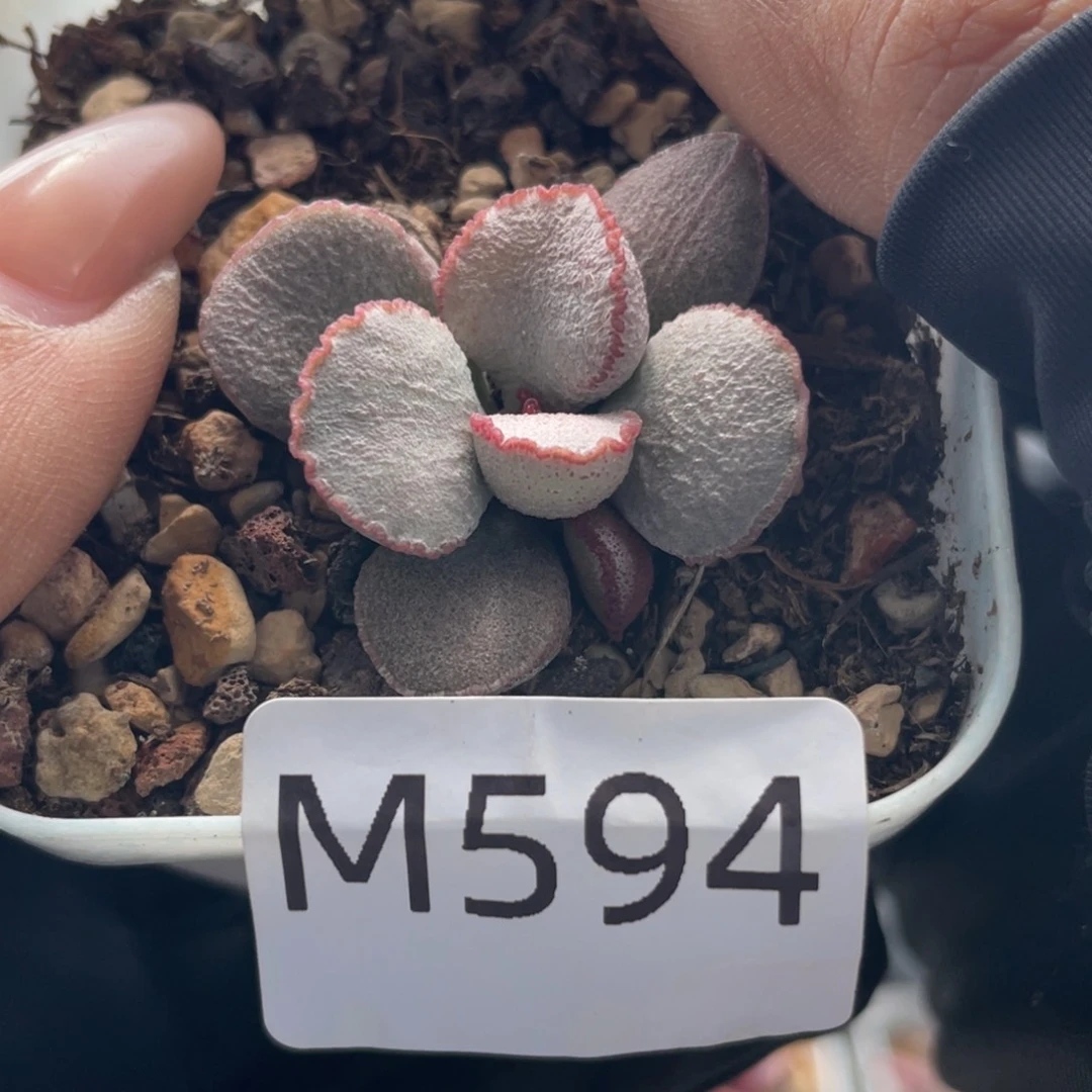 硬叶白蛋。  594。