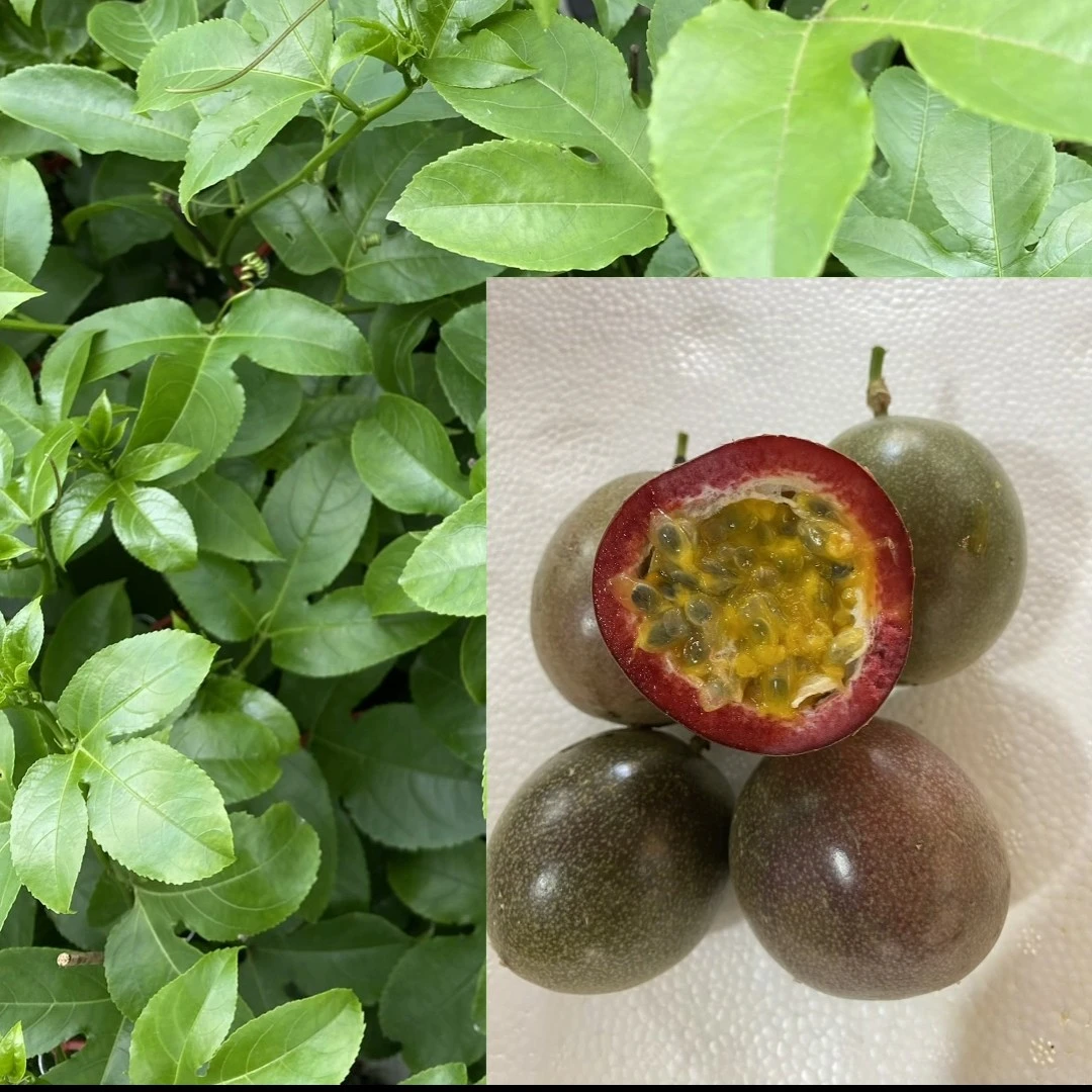 台农1号酸甜嫁接苗当年种植当年结果