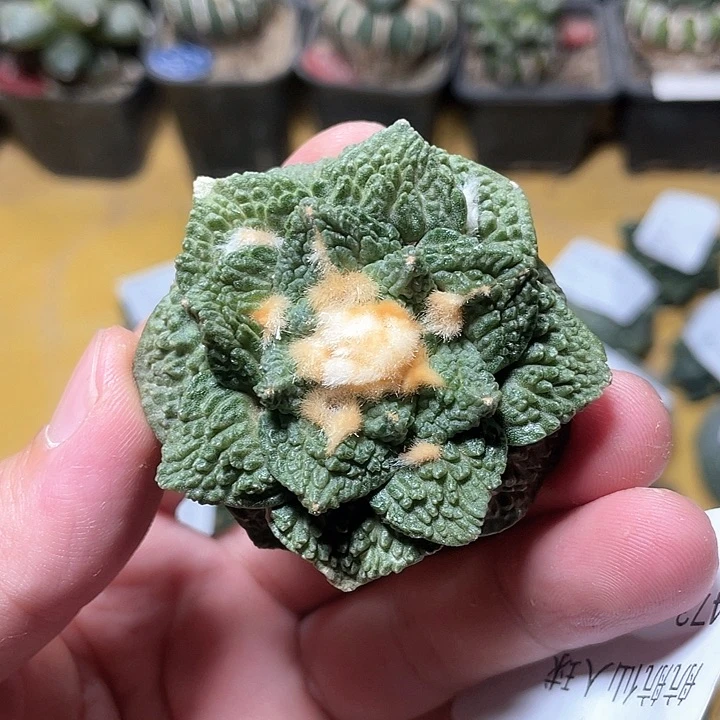 仙人球落地无根5.5公分473