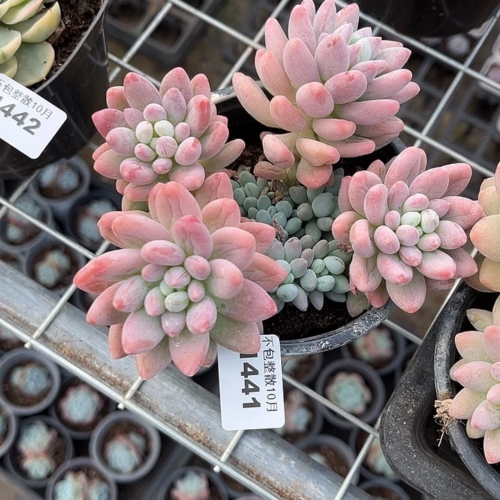 阿雅园艺。       1441粉玉团子