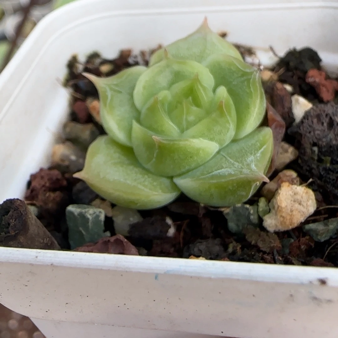 小卡拉米糖心一物一拍2-133