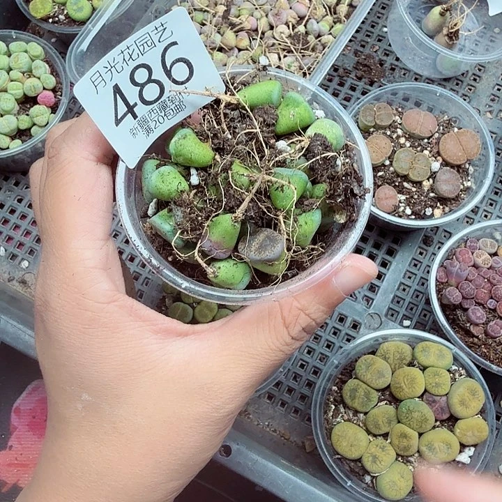 这两家店我还能486我们