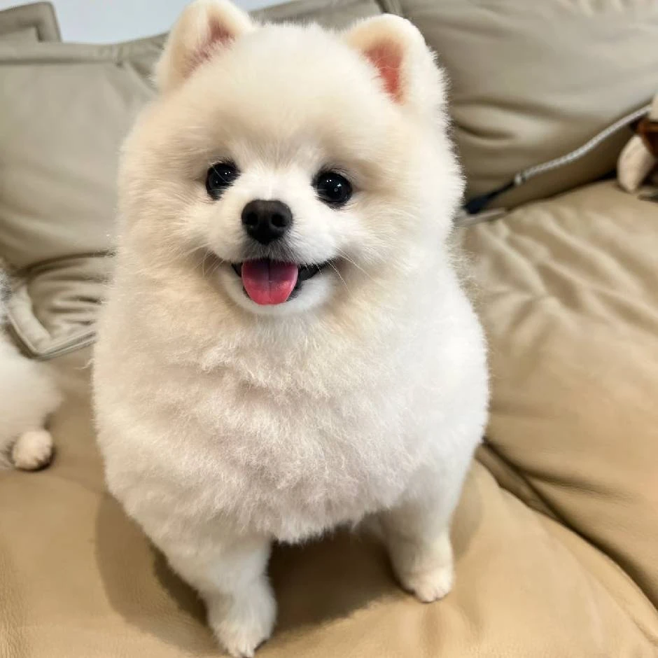 纯色小体博美幼犬活体