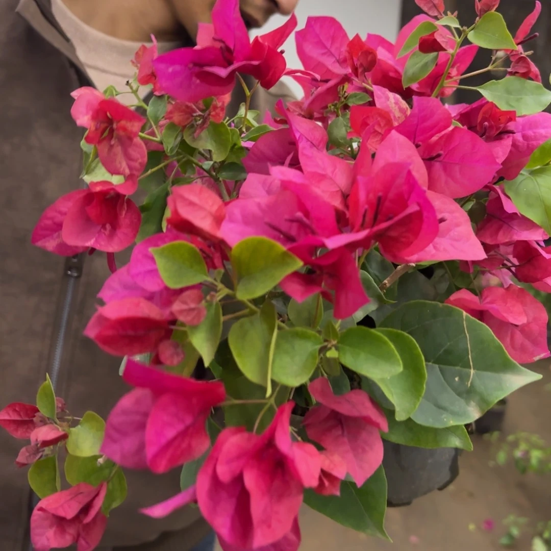 完全开放（索菲亚枣红）三角梅会落花落叶会光杆苗有大有小