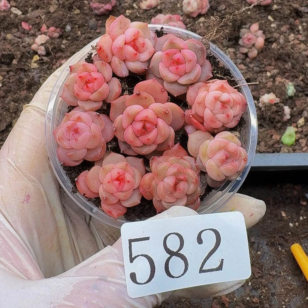 多肉植物多肉植物582