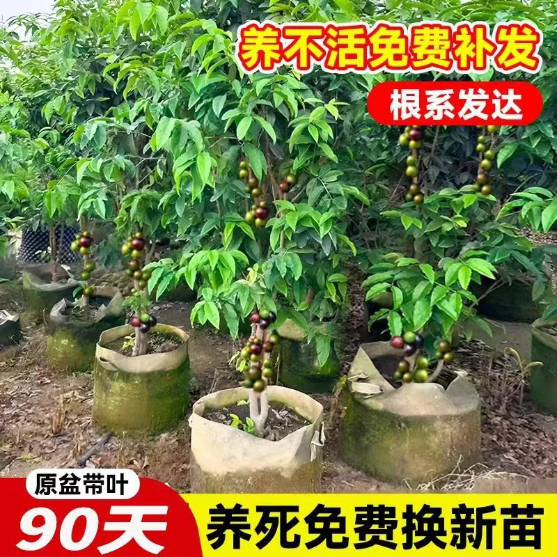 【带花发货】嘉宝果树苗正宗树葡萄苗果树四季艾斯卡沙巴盆栽阳台