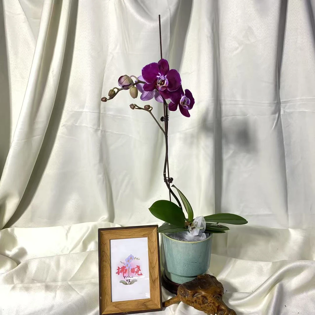 拂晓蝴蝶兰（科尔马带花带花苞）开花珠发货