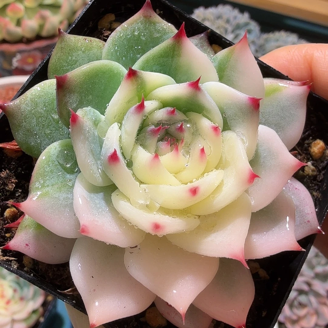 吉娃娃锦啊，多肉植物