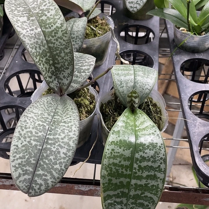 完全开放福利苗509交501➕一剪梅西