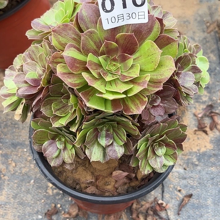 10.30-10化学我多肉植物1