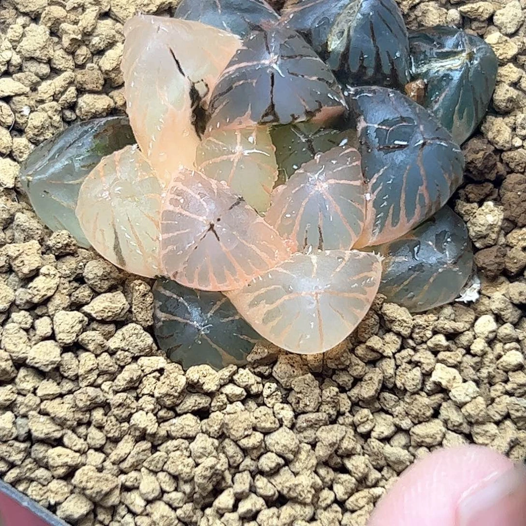 新叶糊斑龙爪锦十二卷多肉