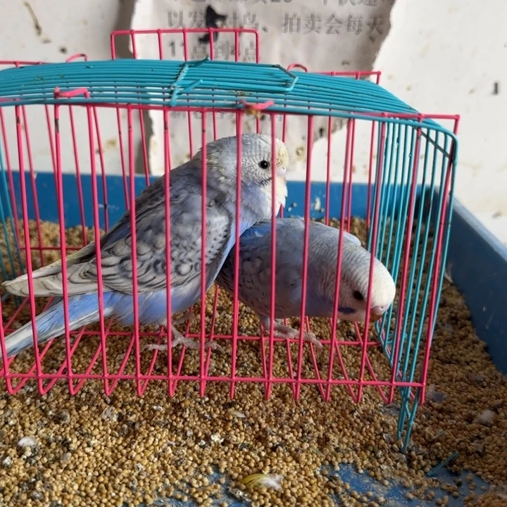 虎皮鹦鹉大头鹦鹉