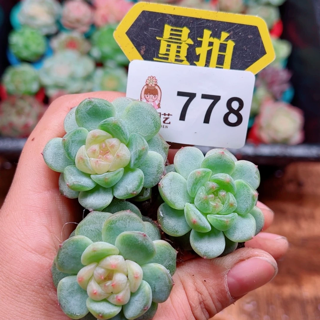 多肉植物多肉植物