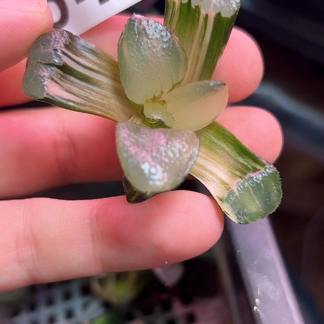 540红红火火恍恍惚惚