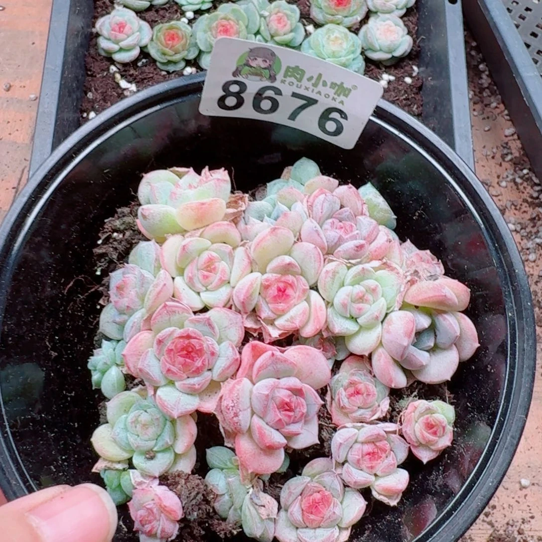 多肉植物多肉植物