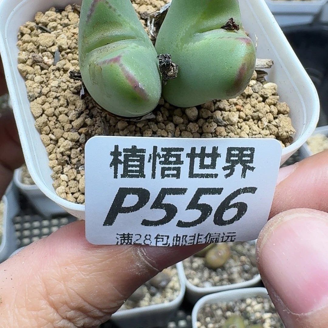 多肉植物的人生fhhnn