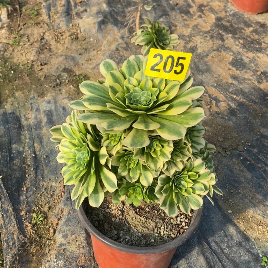 翡翠多肉法师205