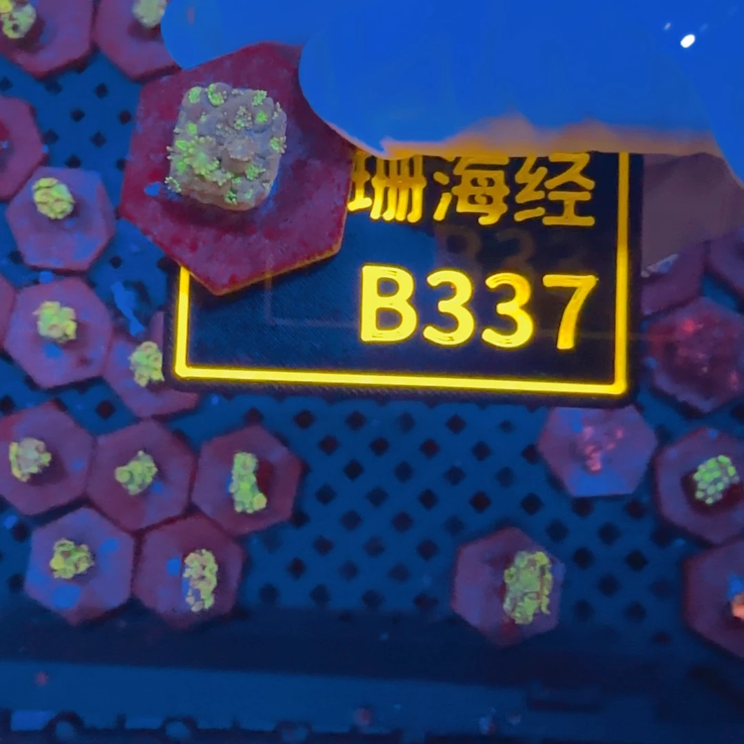 纽扣珊瑚S*＂晓晓不包邮澳彩切件B337