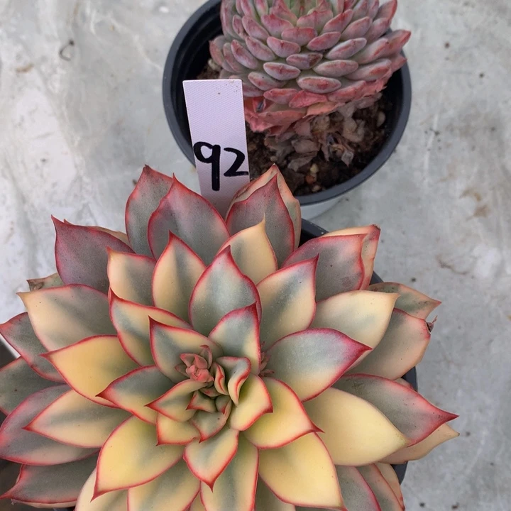 多肉植物72727373737