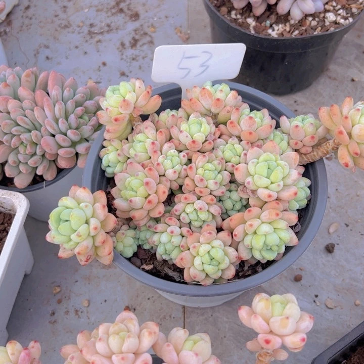 健健康康平平安安