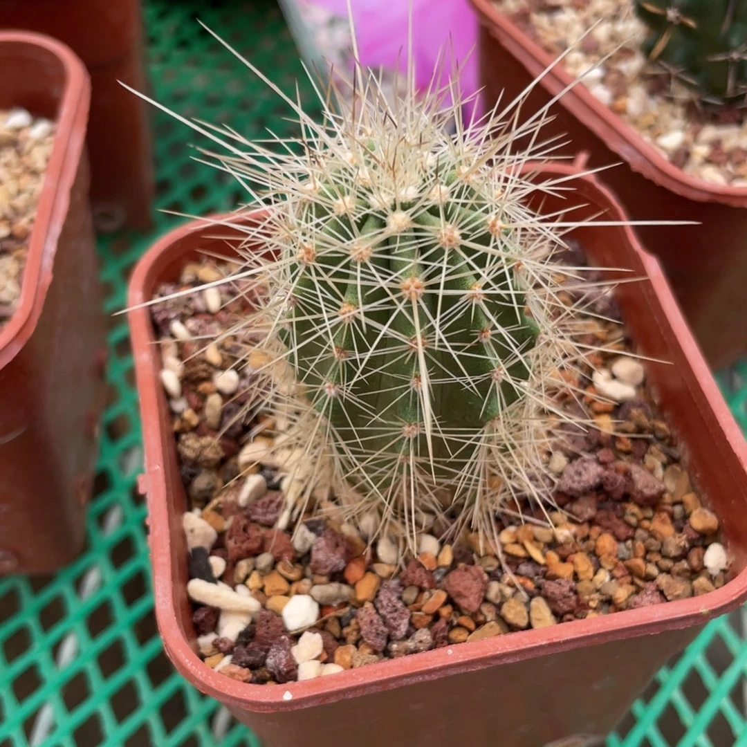 鹿角柱实生仙人球红花黄刺虾