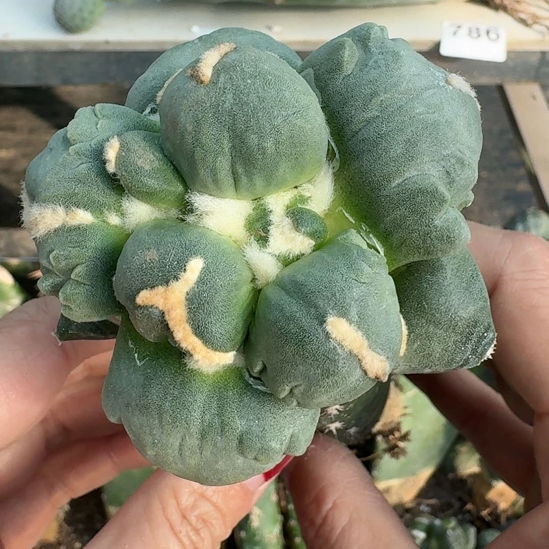 全部花朵蓝白蛋怒018