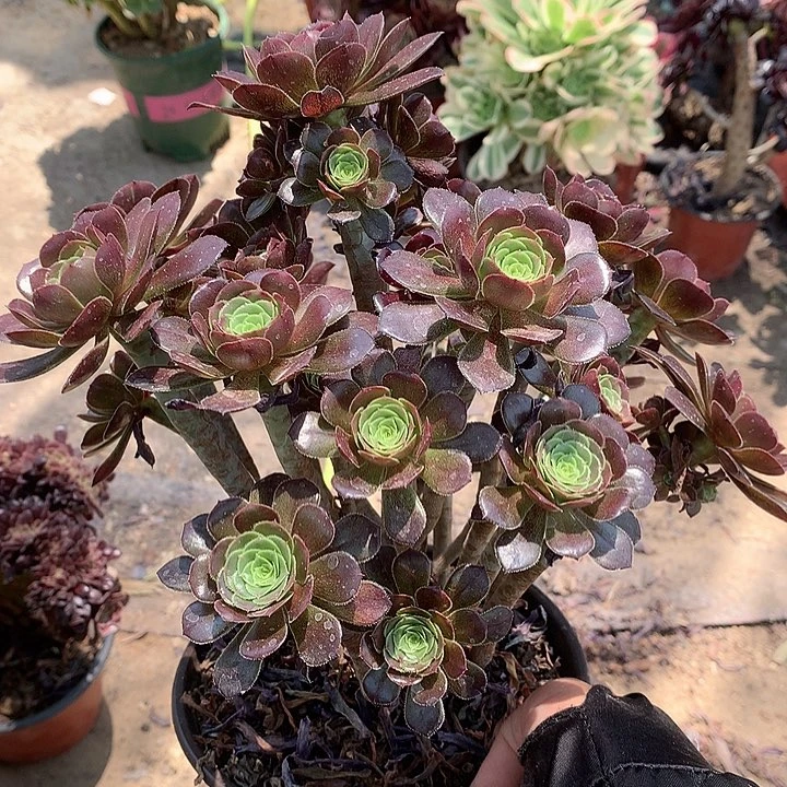 阿****）118灰法多肉植物