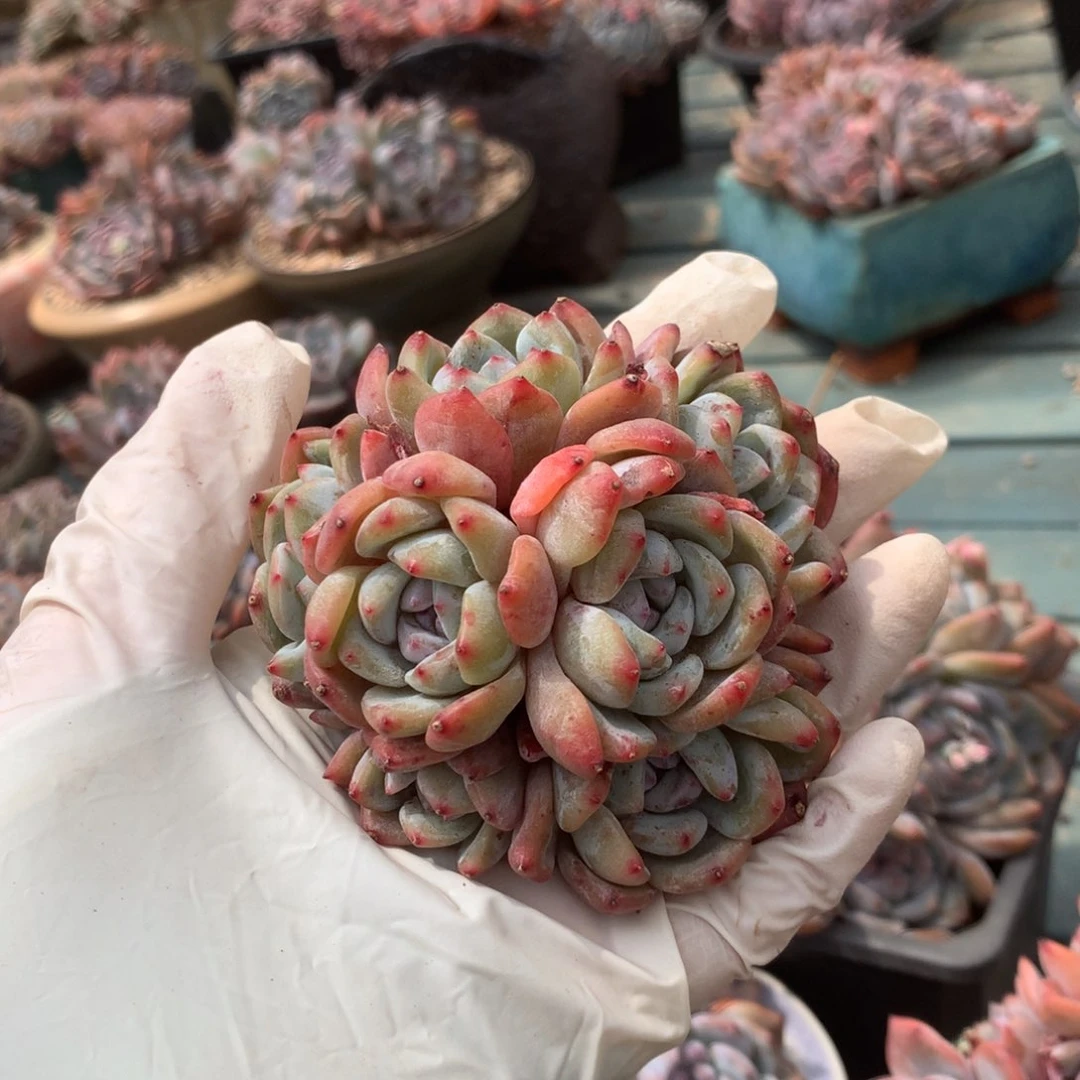 无花朵随风花花花花花花花花花