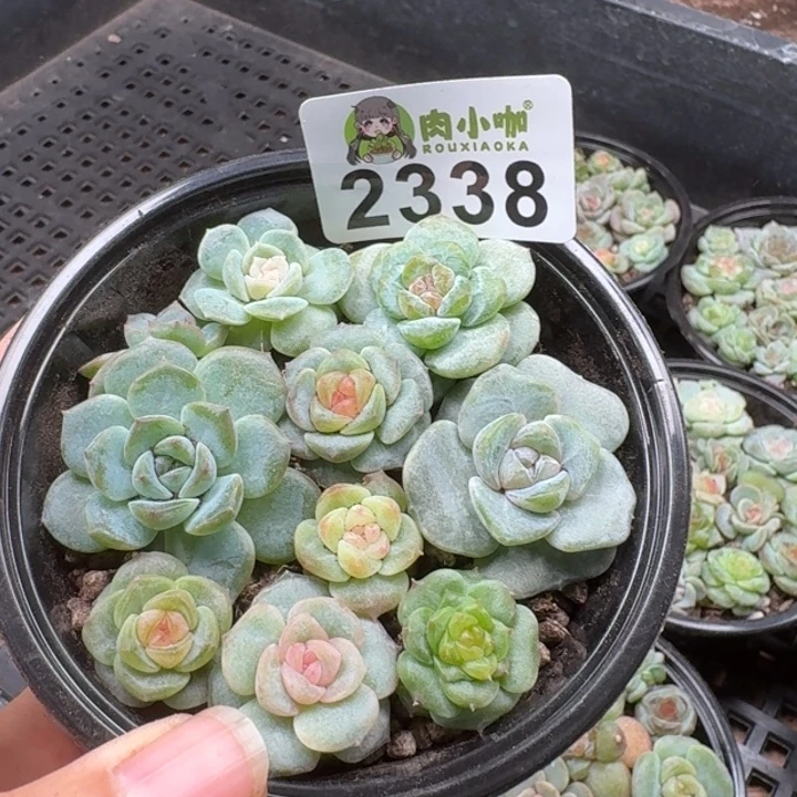 多肉植物多肉植物