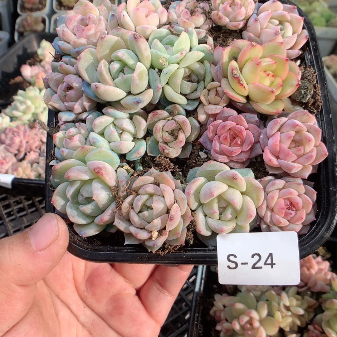 无花朵S24英语英语
